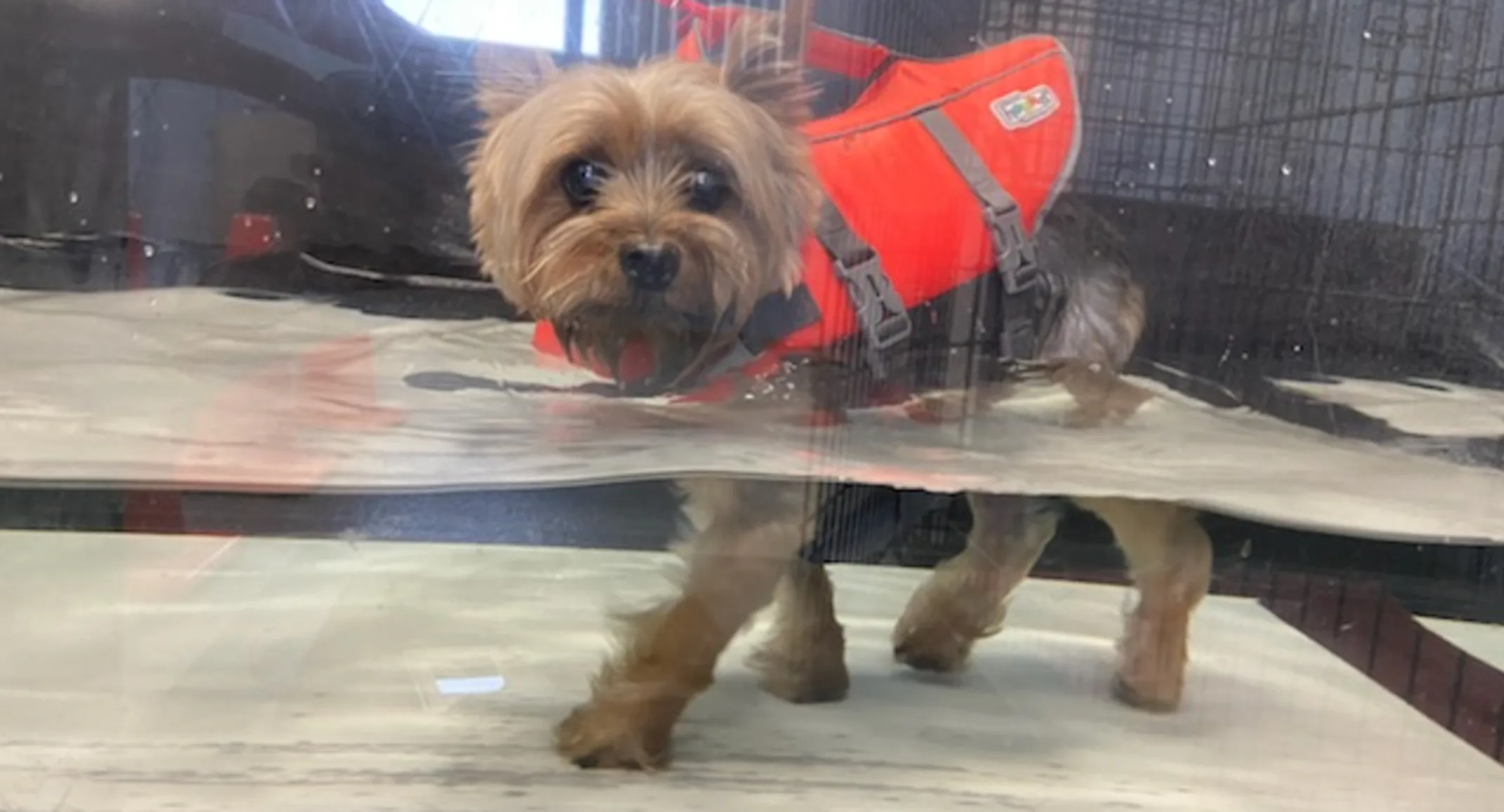 Small dog receiving hydrotherapy